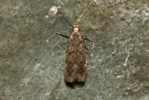 Bryotropha sp.